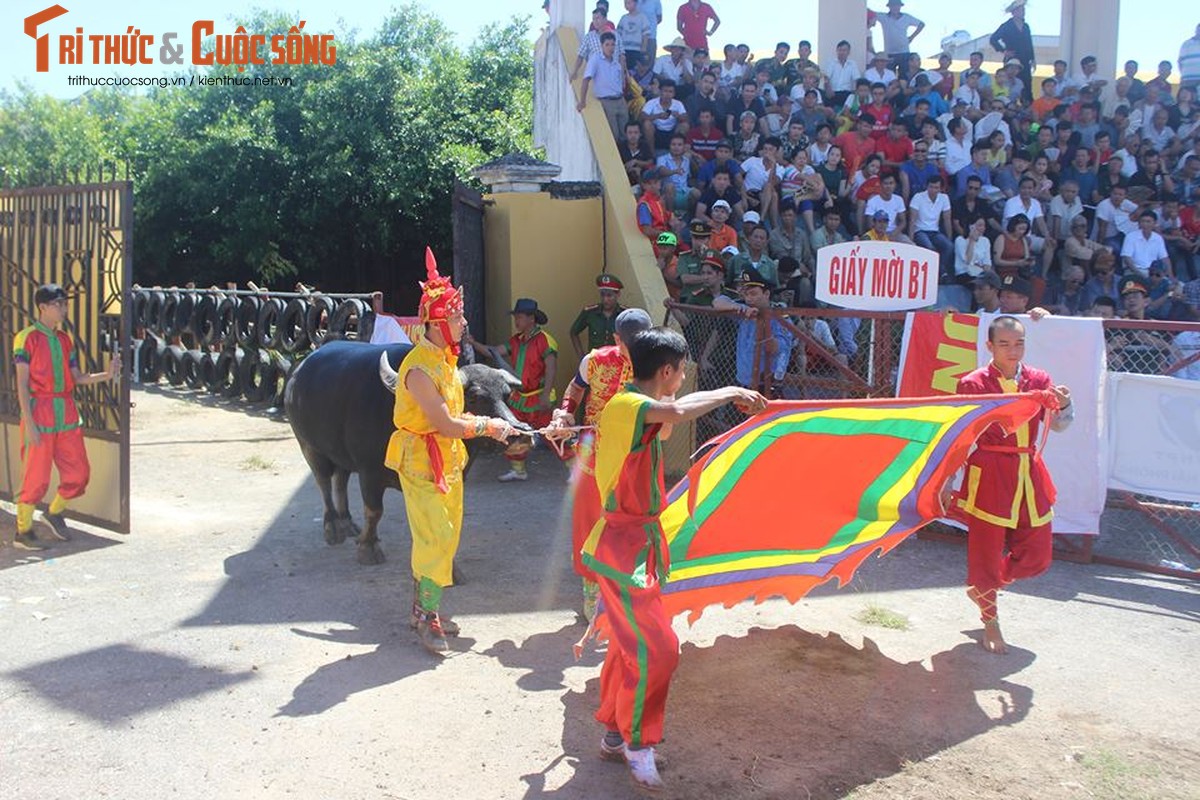 Thot tim nhung khap dau nay lua Le hoi choi Trau Do Son 2017