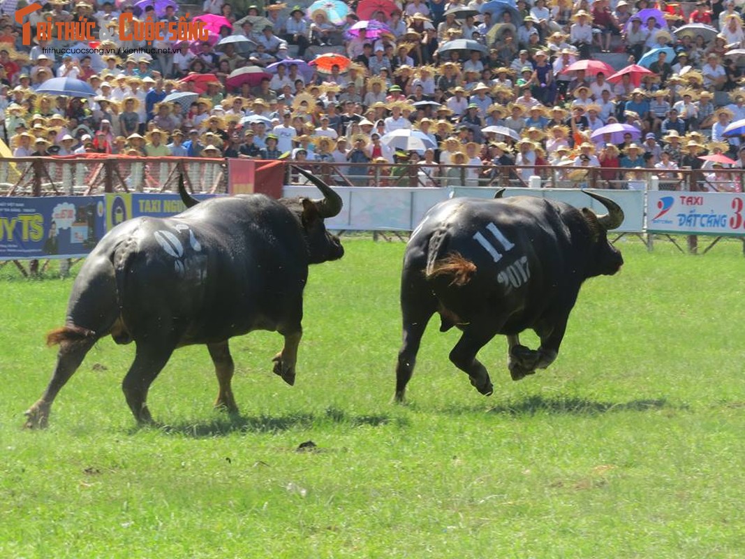 Thot tim nhung khap dau nay lua Le hoi choi Trau Do Son 2017-Hinh-6