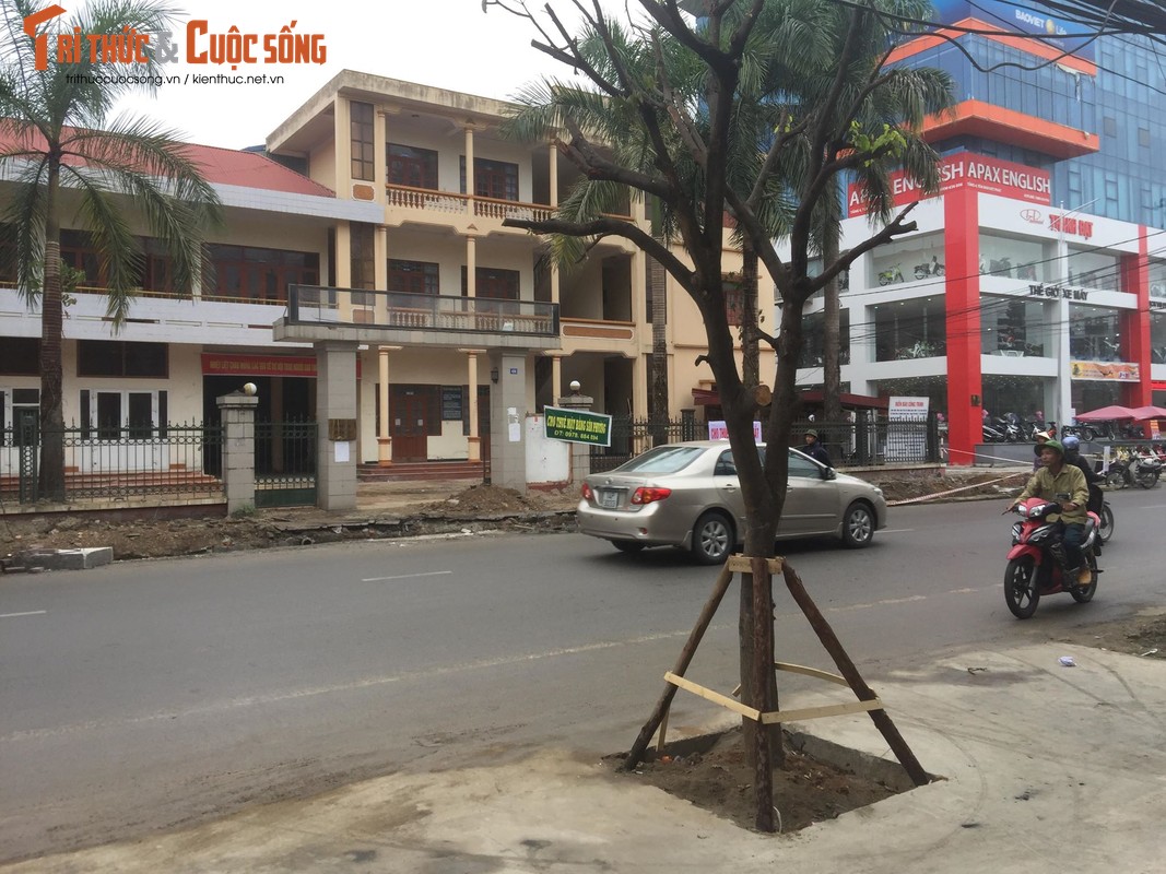 Ky la hang cay xanh trong “duoi long duong” o Uong Bi-Hinh-21