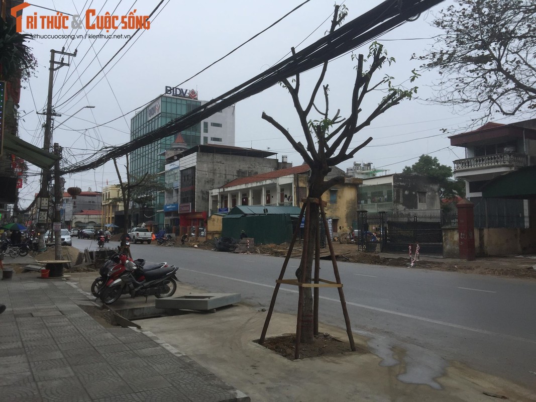 Ky la hang cay xanh trong “duoi long duong” o Uong Bi-Hinh-12