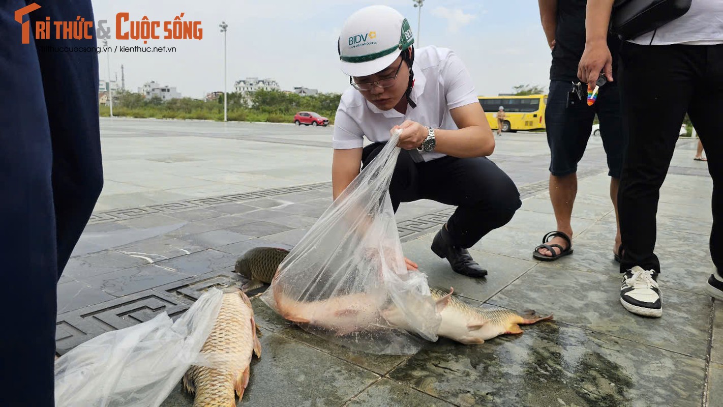 View - 	Hải Dương Người dân xếp hàng dài giải cứu tiêu thụ cá lồng