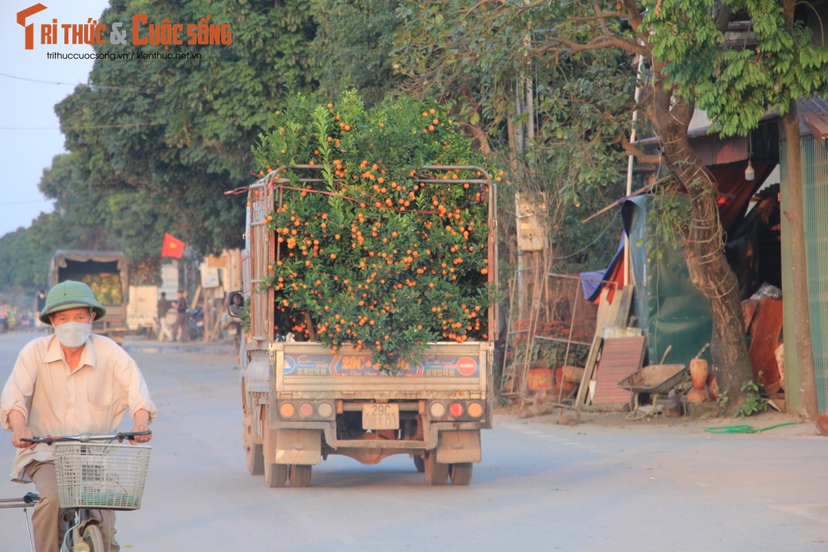 “Thu phu” quat Van Giang tat bat nho goc di tinh-Hinh-12