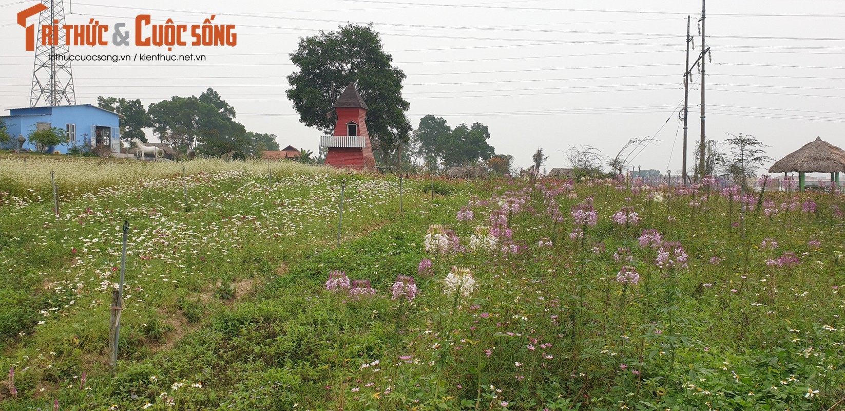 Quang Ninh: Vuon hoa ho Yen Duong xay dung khong phep-Hinh-10