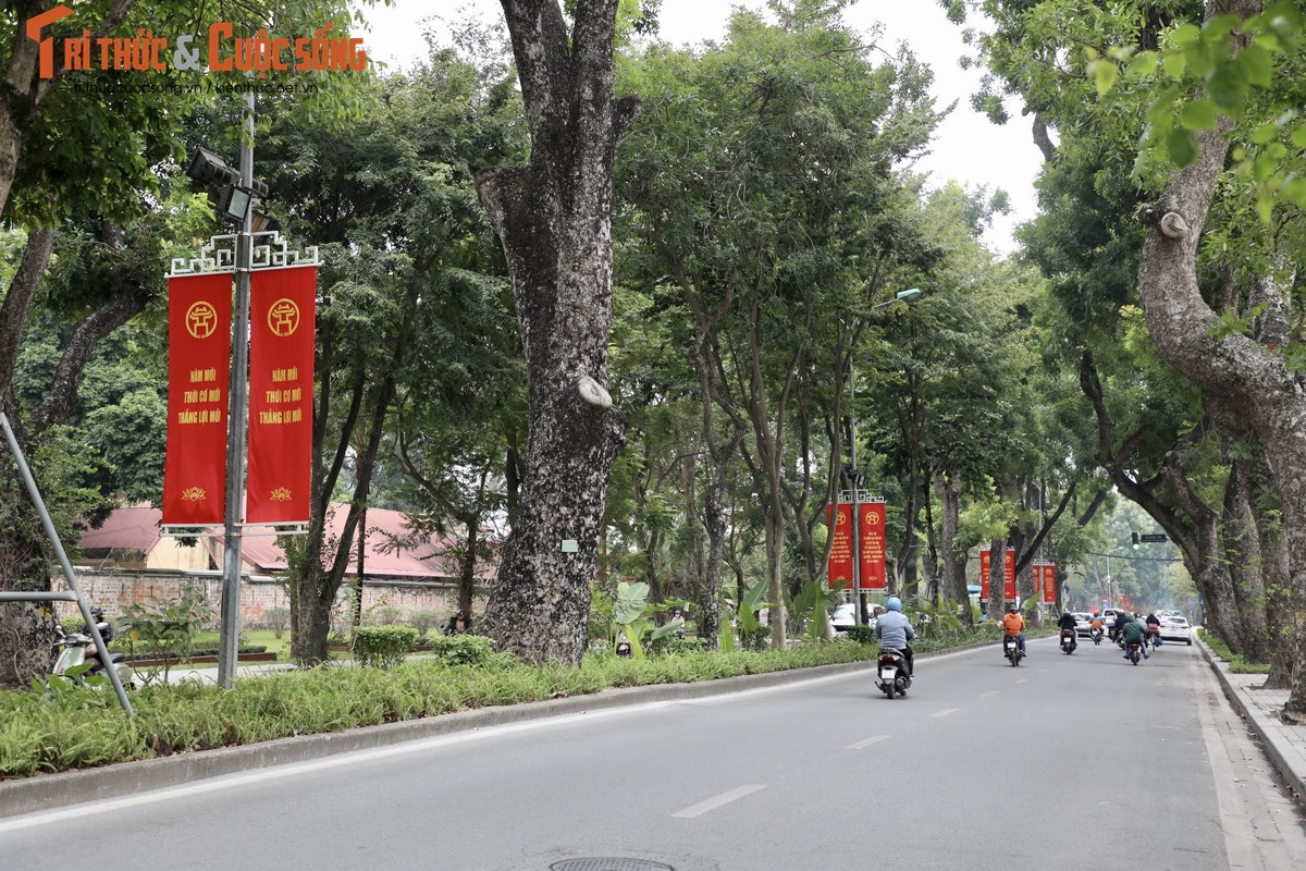 Duong pho Ha Noi ruc ro co hoa chao don xuan Quy Mao 2023-Hinh-6