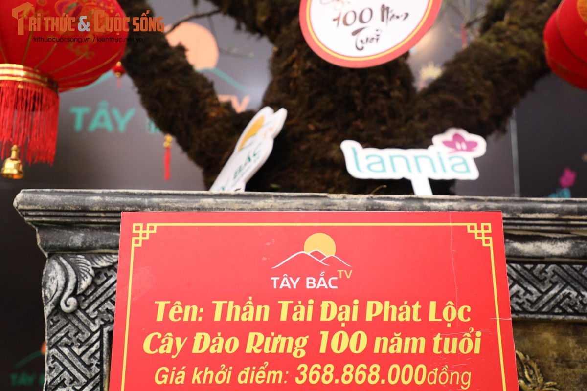 Dao rung Lai Chau 100 nam tuoi ve Ha Noi gia hon 368 trieu-Hinh-5