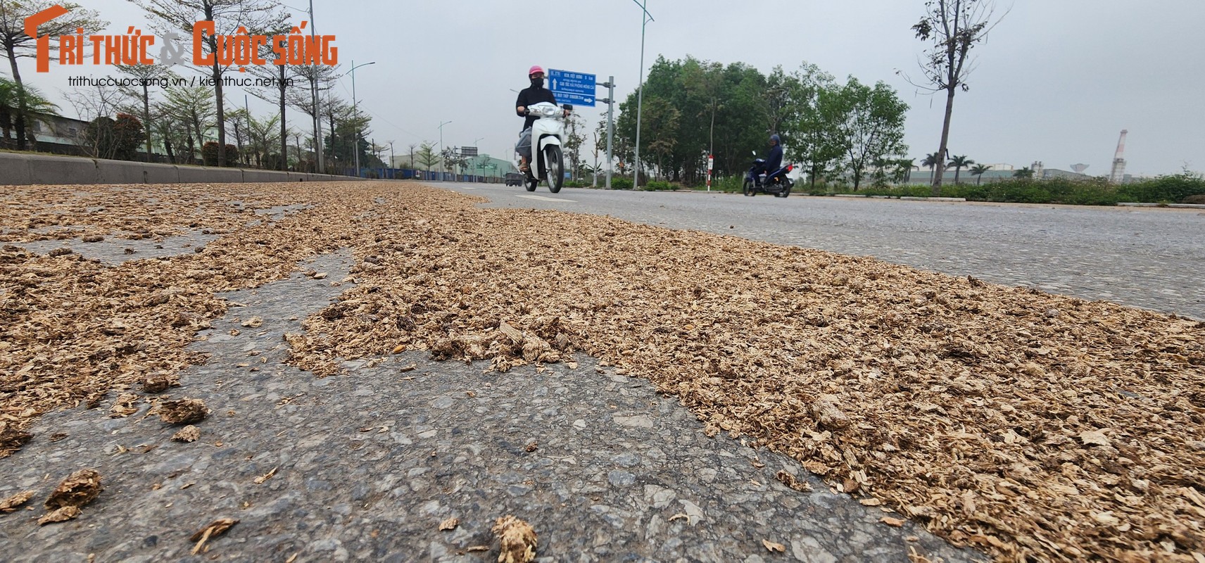 View - 	Dăm gỗ phủ kín đường nối khu KCN Cái Lân qua KCN Việt Hưng