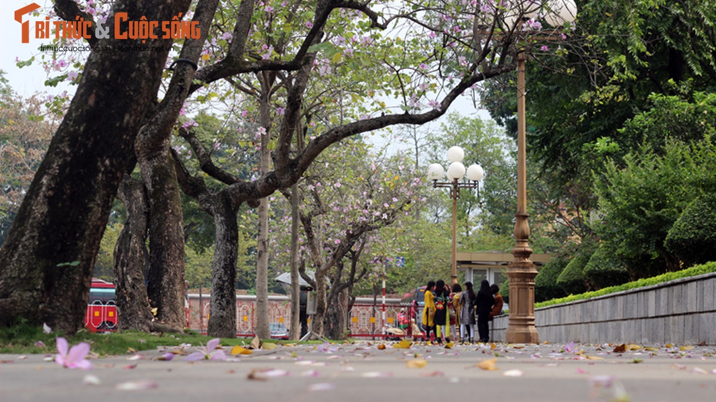 Anh: Nguoi Ha Noi say sua chup anh hoa ban dep me hon-Hinh-2