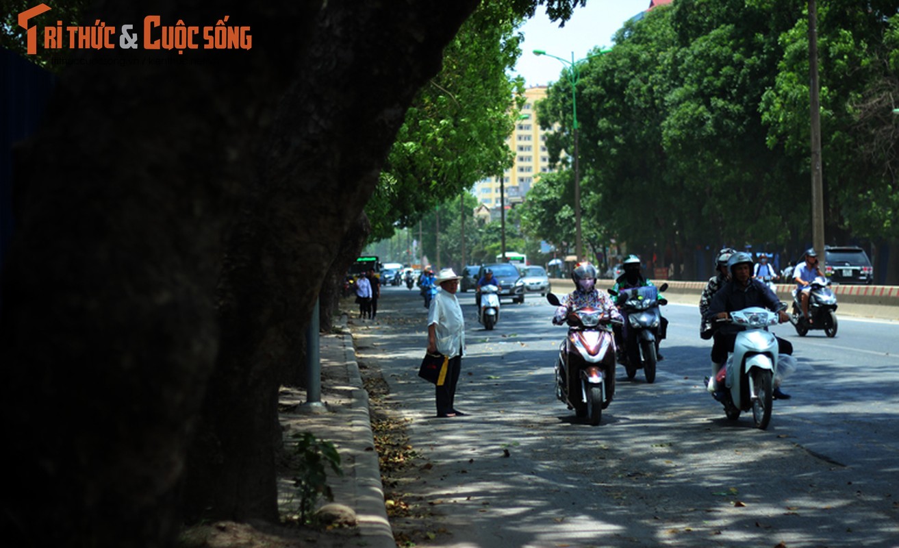 Ngam hang cay xanh muot tren duong Pham Van Dong truoc khi chat ha-Hinh-13