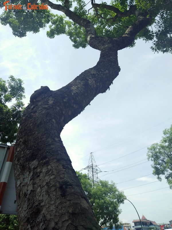 Ngam hang cay xanh muot tren duong Pham Van Dong truoc khi chat ha-Hinh-6