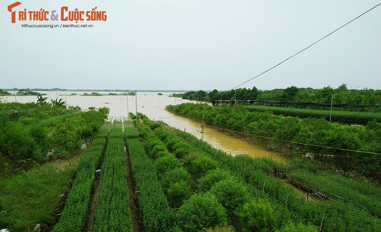 Nuoc song Hong len cao, hang nghin goc dao Nhat Tan bi nhan chim