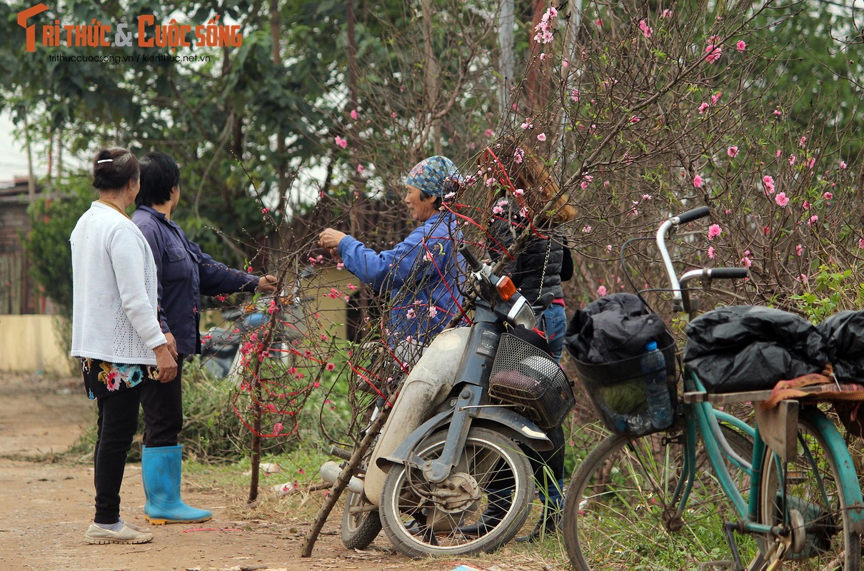 Anh: Nguoi dan hoi ha den lang Nhat Tan mua dao, dem ra cho ban-Hinh-9