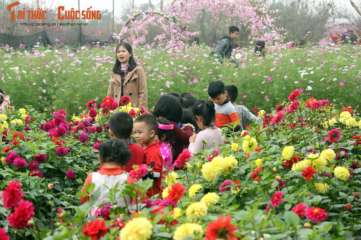 Anh: Nguoi Ha Noi keo nhau un un den lang hoa Nhat Tan chup anh Tet-Hinh-10