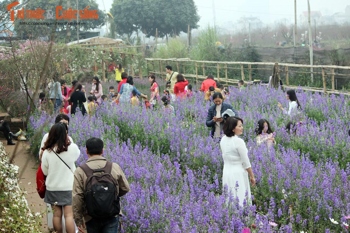 Anh: Nguoi Ha Noi keo nhau un un den lang hoa Nhat Tan chup anh Tet