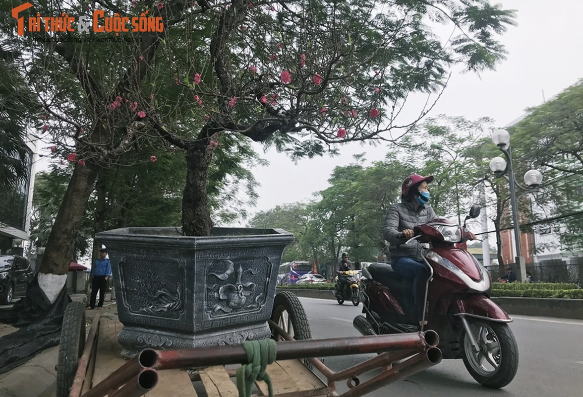 Dao khung gia hang tram trieu hut dan choi Tet Nguyen dan 2020-Hinh-2