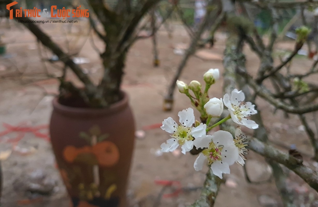 Sau Tet, hoa le vung cao xuong pho Ha Noi... het gia 7 trieu/canh-Hinh-8