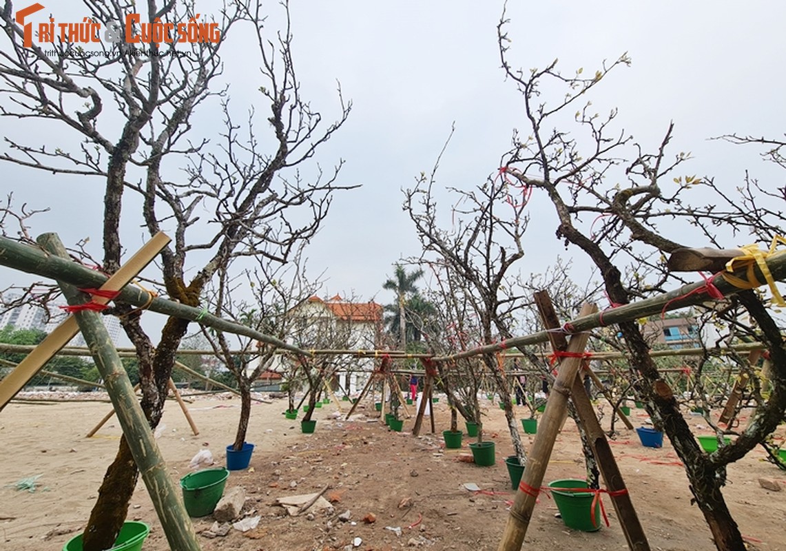 Sau Tet, hoa le vung cao xuong pho Ha Noi... het gia 7 trieu/canh