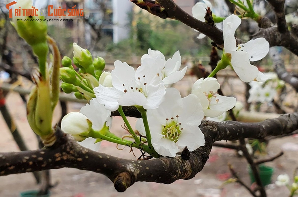 Sau Tet, hoa le vung cao xuong pho Ha Noi... het gia 7 trieu/canh-Hinh-6