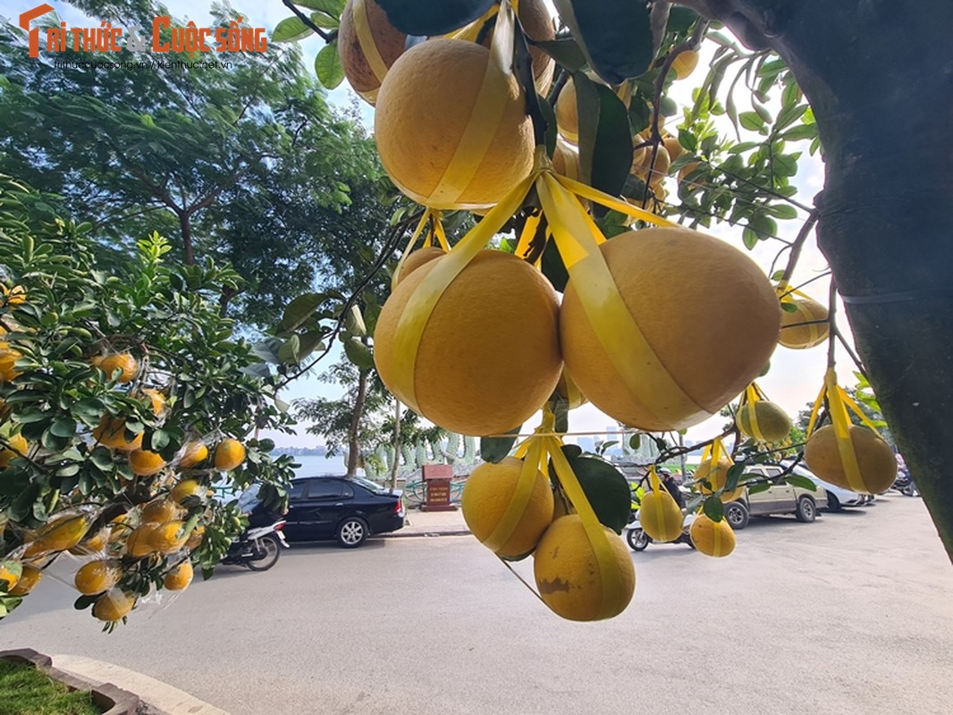 Buoi Dien co thu “xuong gia” cho dai gia ruoc ve choi Tet-Hinh-5