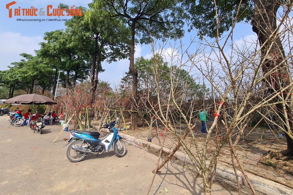 Ha Noi: Dao rung e am, dai ha gia cho khach Thu do rinh ve choi Tet-Hinh-2