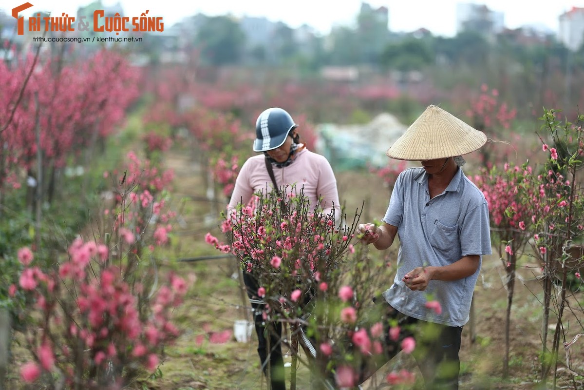 Vuon dao Nhat Tan bung no tuyet dep truoc Tet Nguyen dan 2019-Hinh-7