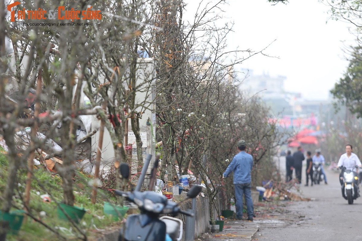 Hoa le rung sau Tet dat do van nhieu nguoi lung mua-Hinh-2