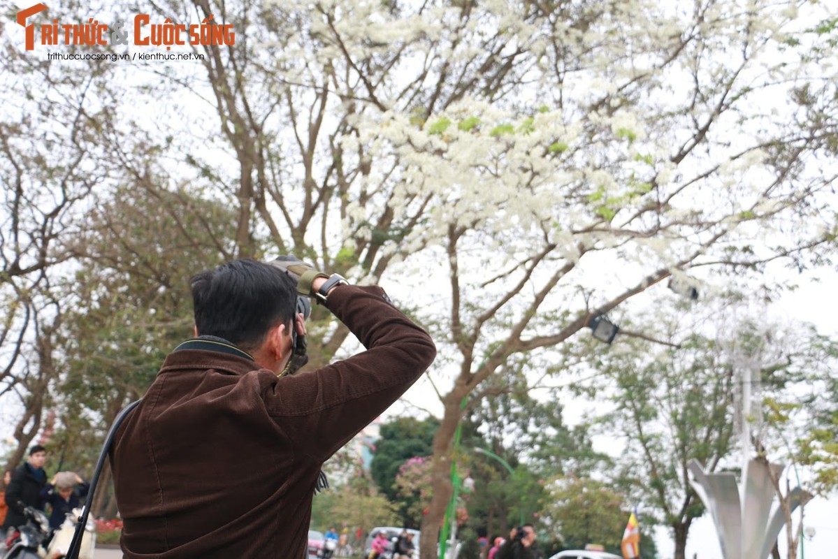 Ha Noi ngo tuyet roi voi mua hoa sua no trang troi-Hinh-10