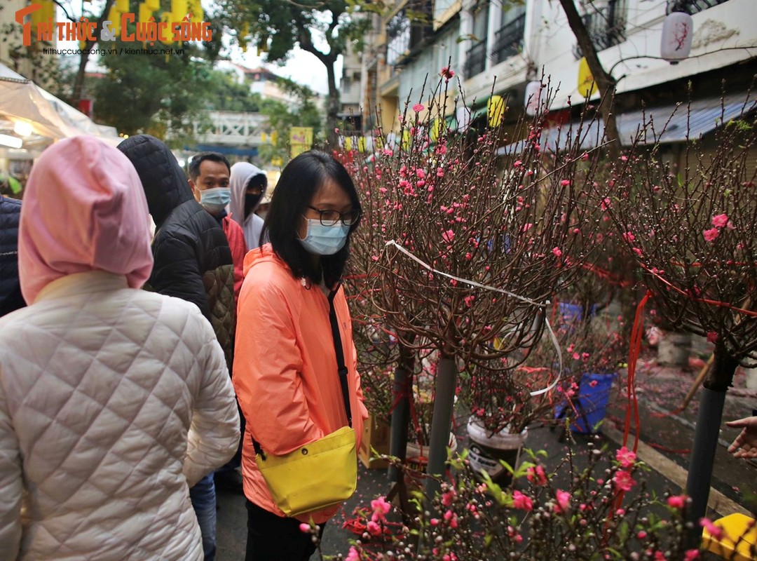 Tham cho Tet co nhat Ha Noi, cay e chu vuon “dap chan” ngu-Hinh-4