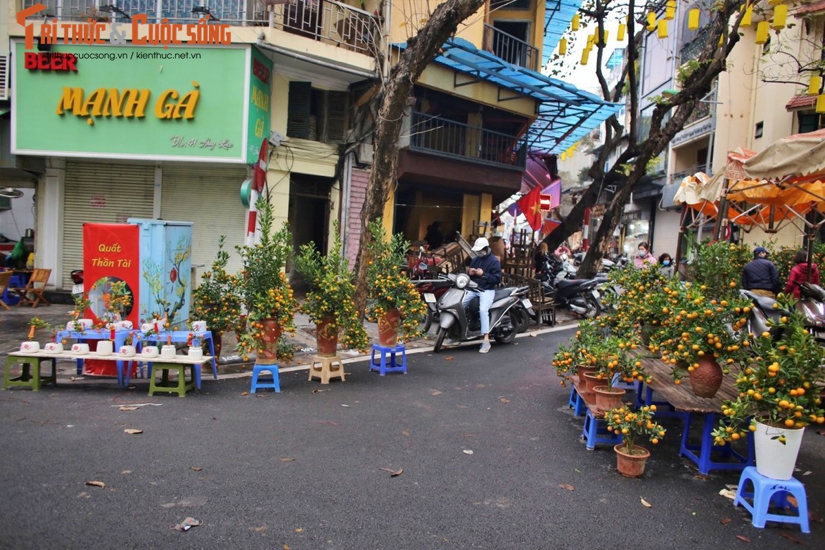 Tham cho Tet co nhat Ha Noi, cay e chu vuon “dap chan” ngu-Hinh-8