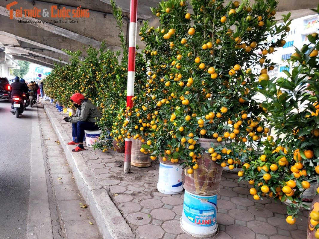 Ha Noi: Tieu thuong cho hoa Tet lo lang, khach hang xem la chinh-Hinh-2