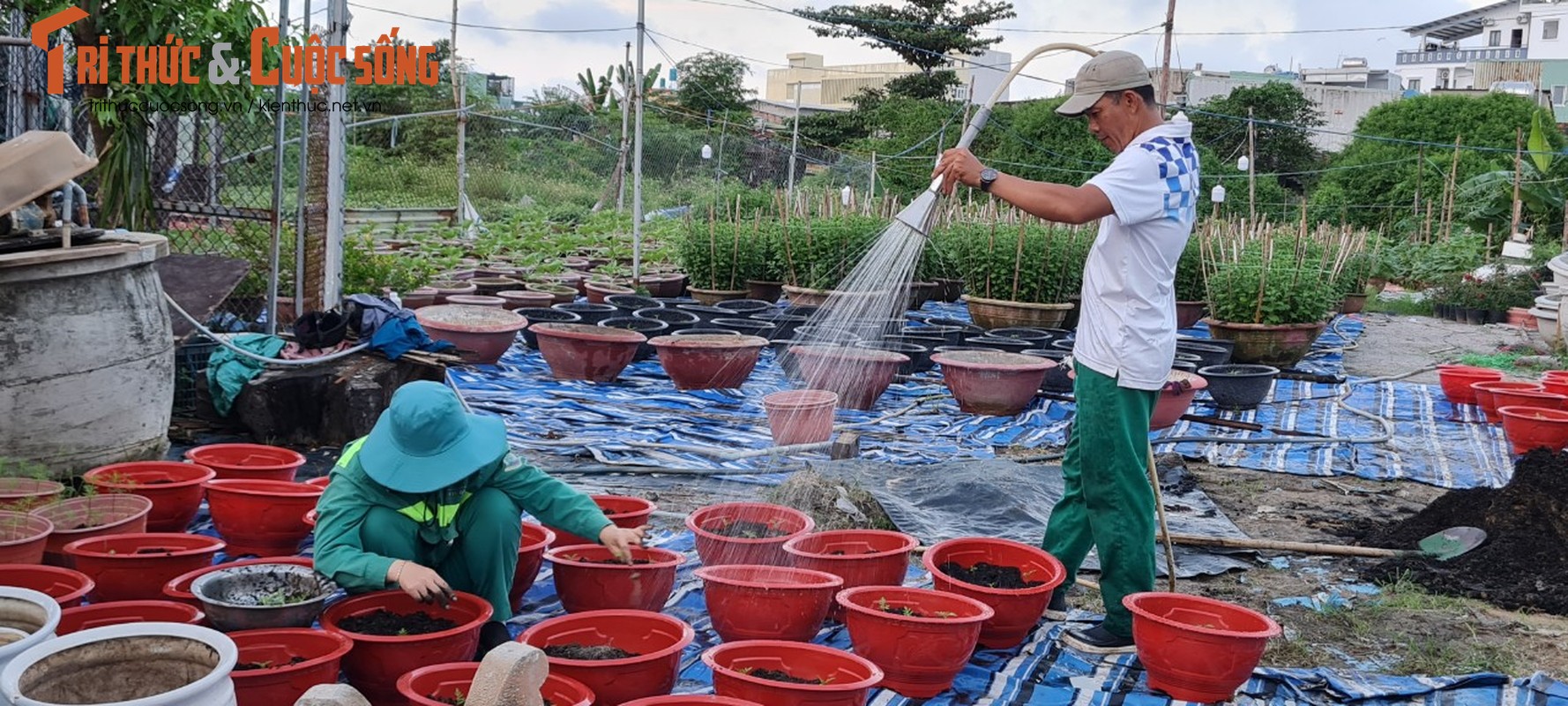 Da Nang: Lang hoa chuan bi vao vu Tet-Hinh-13