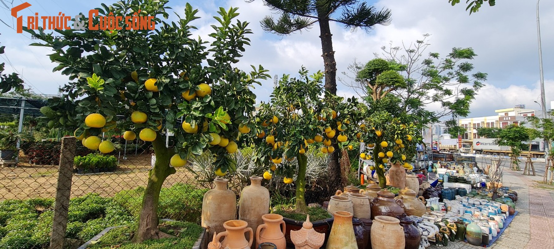 Da Nang - Hoi An: Quat, buoi deu dep, thi truong hoa Tet bat dau soi dong-Hinh-8