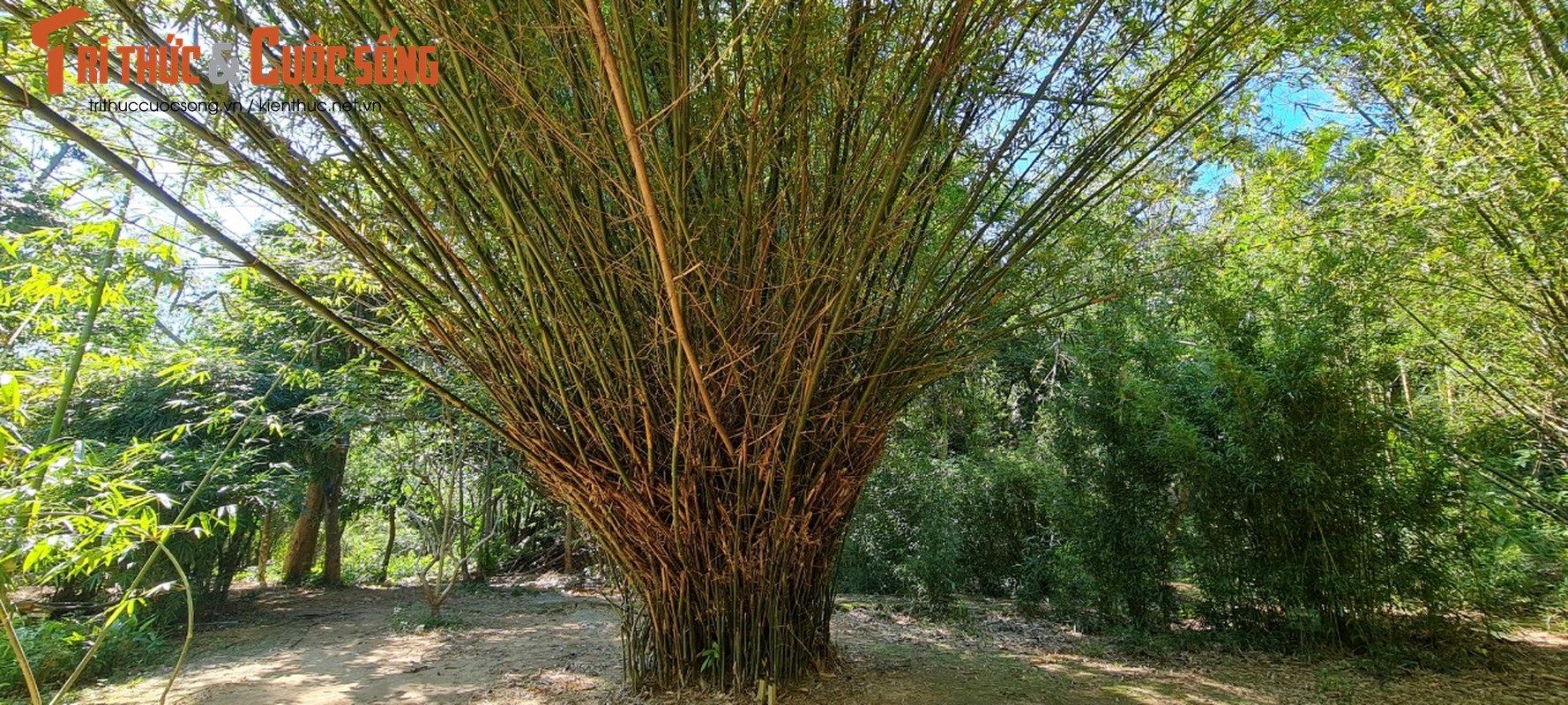 Lac vao “bao tang” tre truc lon nhat mien Trung-Hinh-11