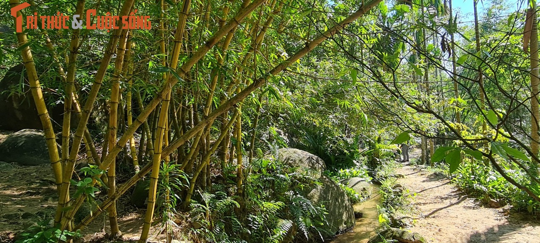 Lac vao “bao tang” tre truc lon nhat mien Trung-Hinh-8