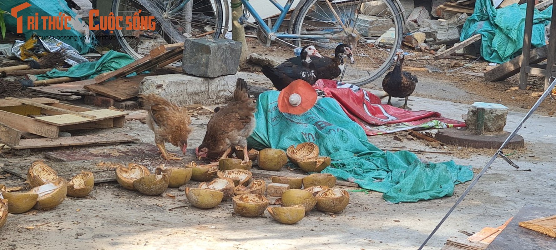 Da Nang: Ngo ngang canh nhech nhac quanh khu danh thang Ngu Hanh Son-Hinh-8