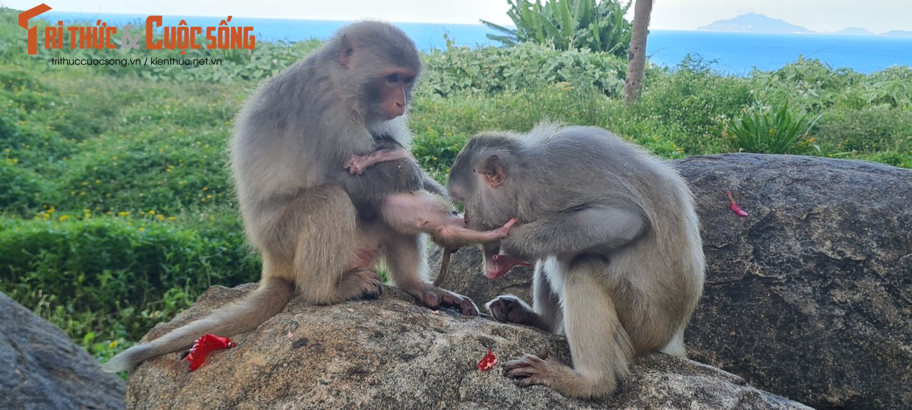 Bat ngo nui Khi giua long thanh pho-Hinh-8