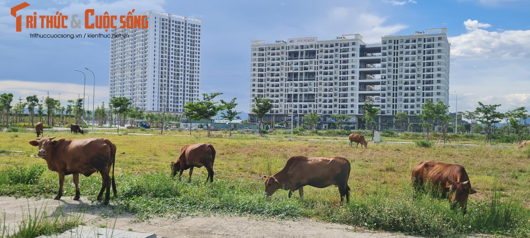 Ngo ngang dan bo gam co tai Khu do thi FPT Da Nang-Hinh-12