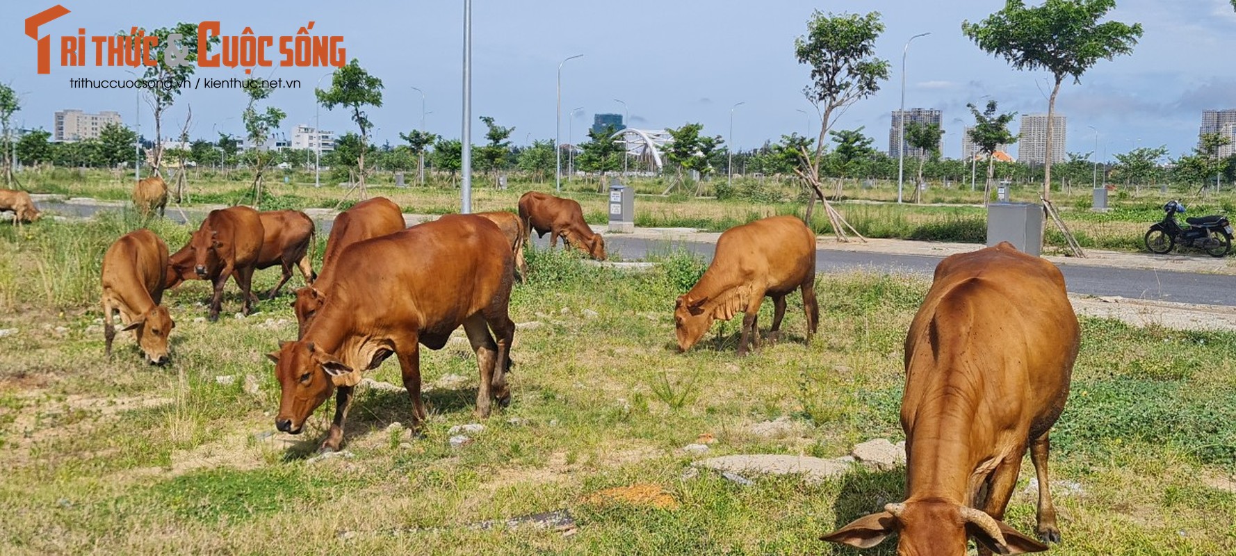 Ngo ngang dan bo gam co tai Khu do thi FPT Da Nang-Hinh-5