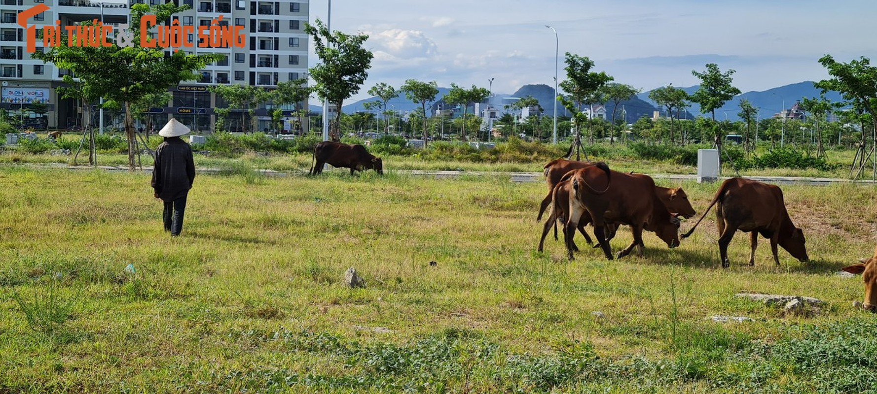 Ngo ngang dan bo gam co tai Khu do thi FPT Da Nang-Hinh-8