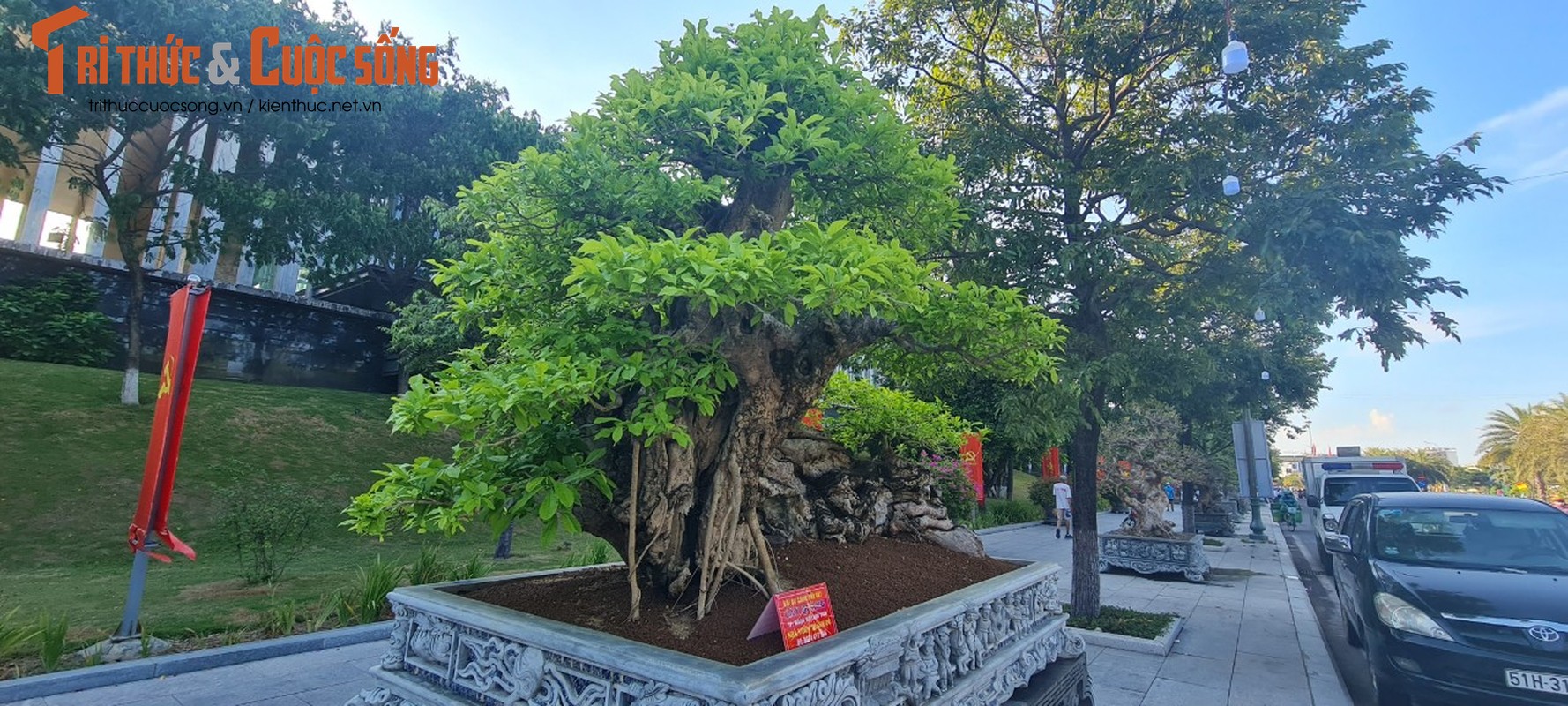 Me man cay quang bonsai dang “ngoa ho linh son” co 1-0-2-Hinh-7