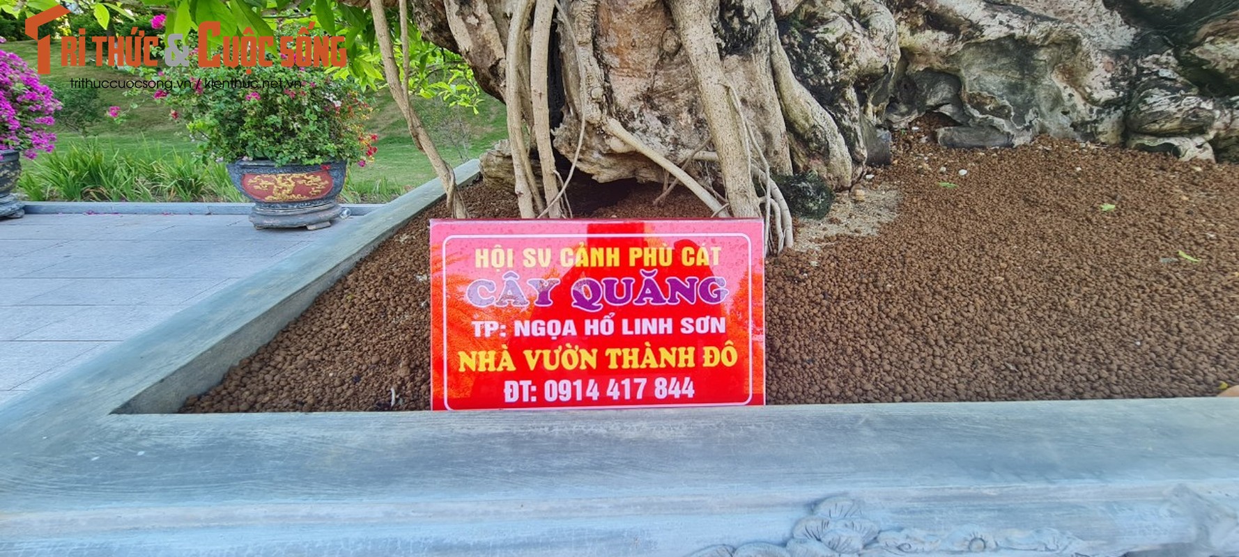 Me man cay quang bonsai dang “ngoa ho linh son” co 1-0-2-Hinh-8