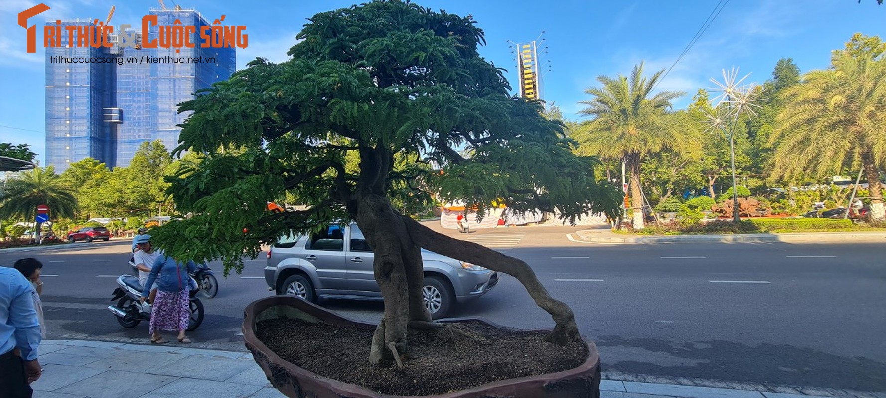 Ngo ngang me, thi len doi thanh bonsai “hang hiem“