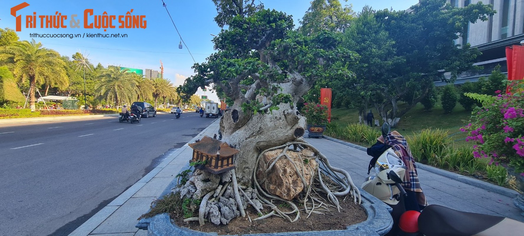 Loai cay trong lam hang rao len doi thanh “vua cac loai cay canh“-Hinh-6