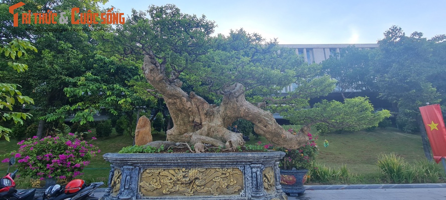 Ngam nhung goc bonsai “co - ky - my” dang gia ca gia tai-Hinh-4