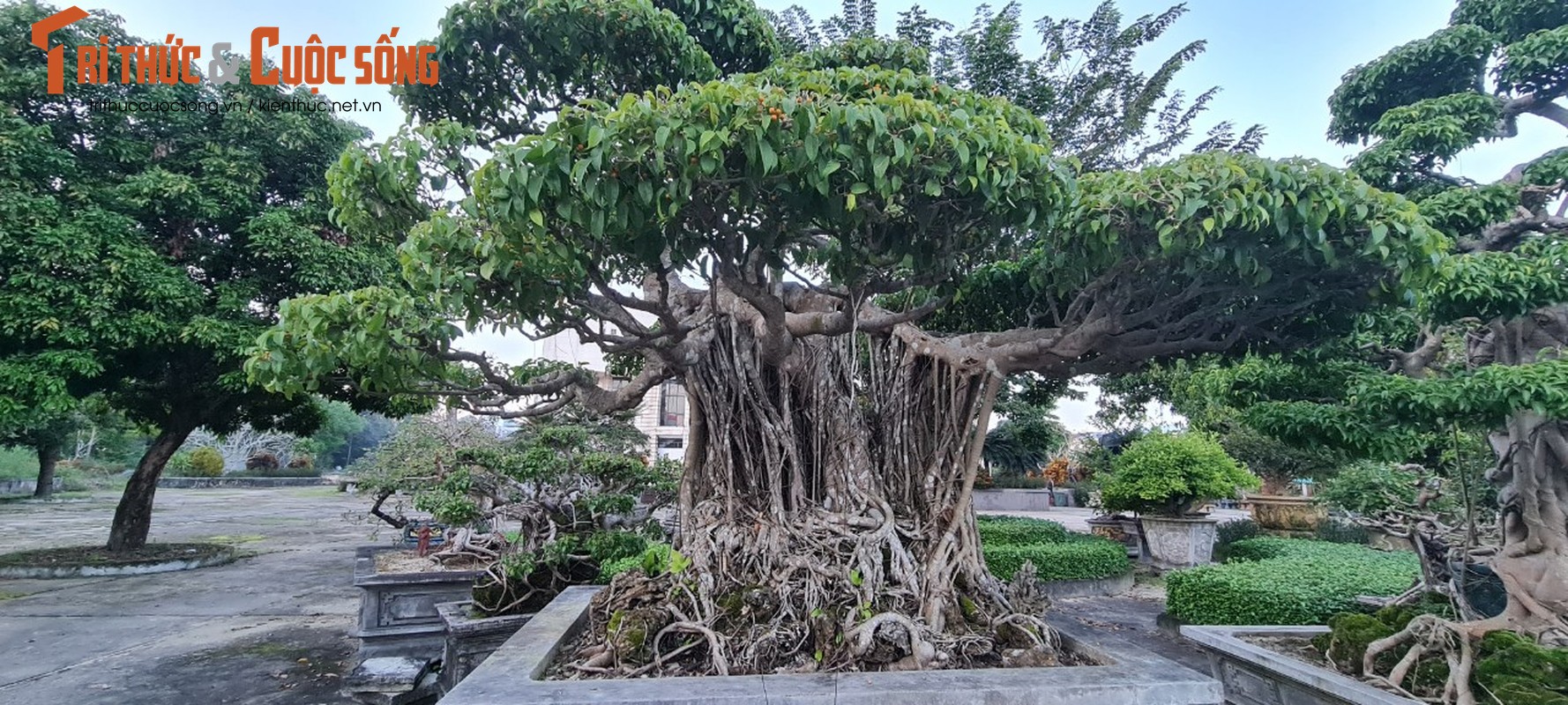 Can canh loat bonsai “phong thuy” duoc nhieu dai gia san lung-Hinh-2