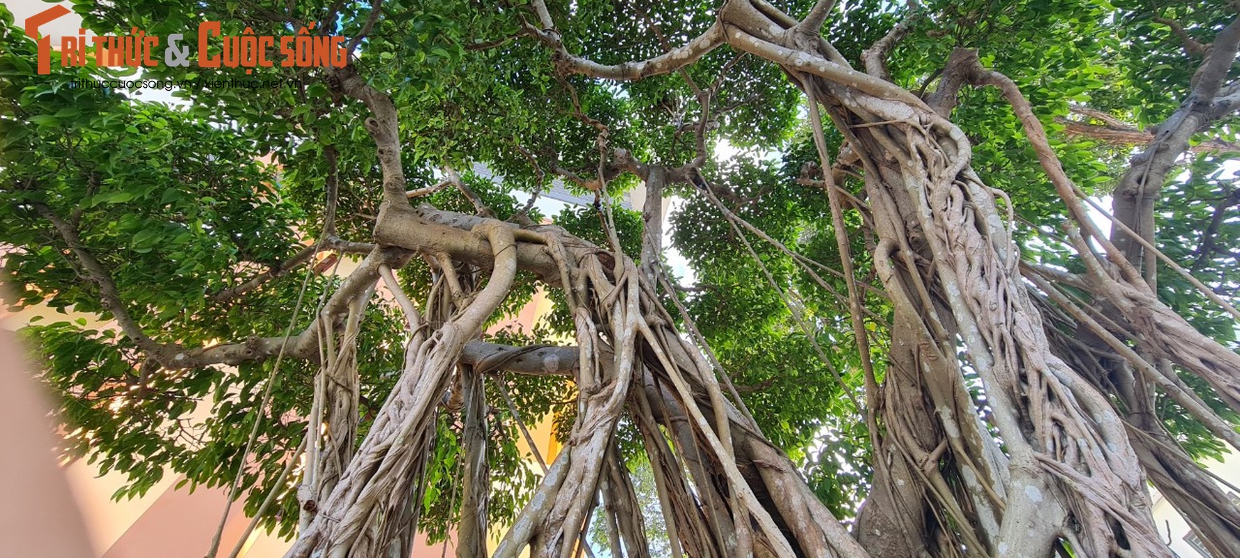 Can canh loat bonsai “phong thuy” duoc nhieu dai gia san lung-Hinh-3