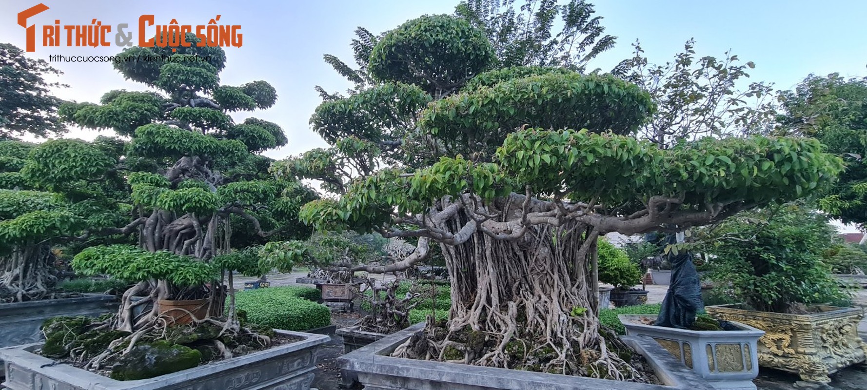Can canh loat bonsai “phong thuy” duoc nhieu dai gia san lung-Hinh-4