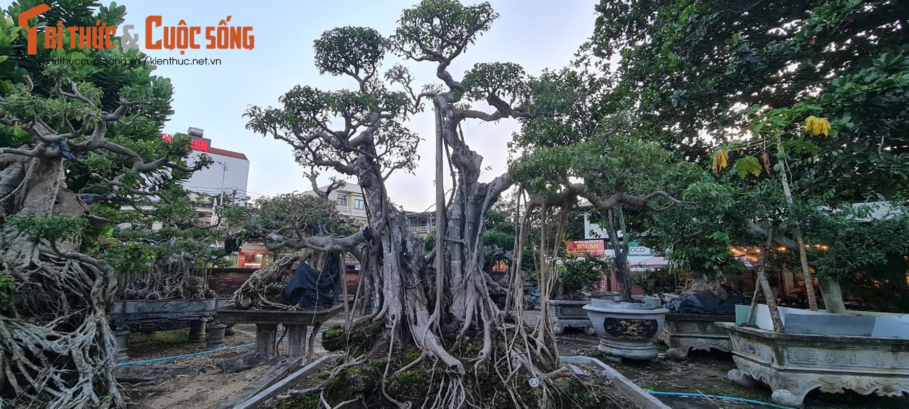 Can canh loat bonsai “phong thuy” duoc nhieu dai gia san lung-Hinh-5