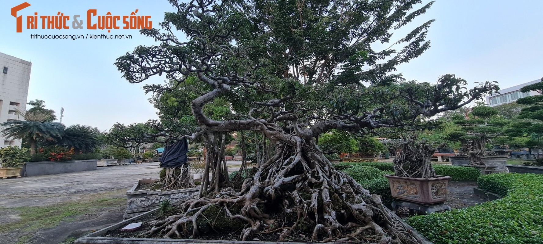 Can canh loat bonsai “phong thuy” duoc nhieu dai gia san lung-Hinh-6