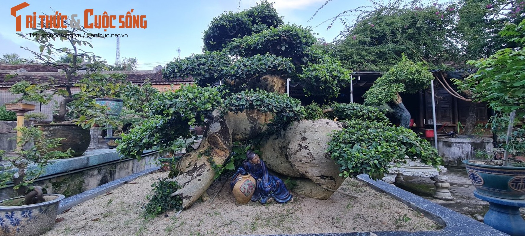 Can canh loat bonsai “phong thuy” duoc nhieu dai gia san lung-Hinh-7