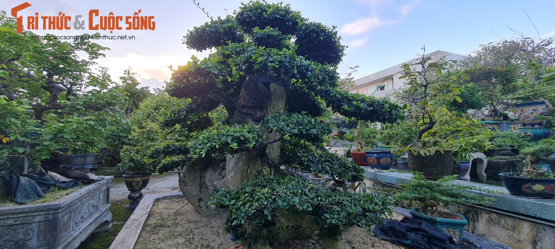 Can canh loat bonsai “phong thuy” duoc nhieu dai gia san lung-Hinh-8